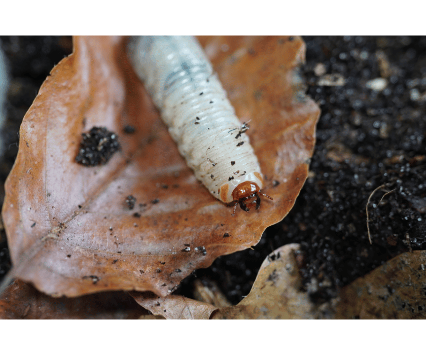 Pachnoda Fissipunctum 2