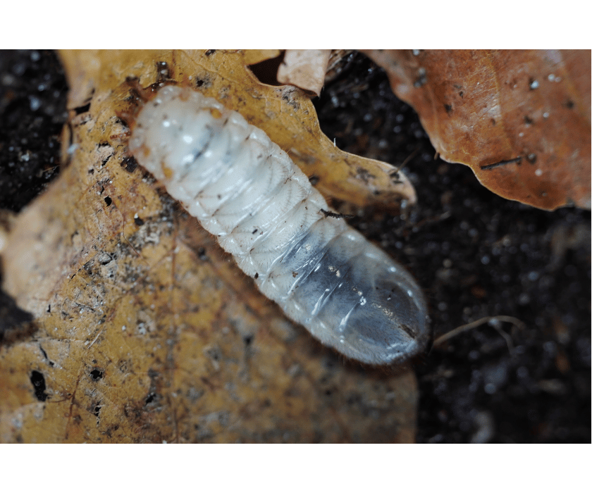 Pachnoda Fissipunctum 3