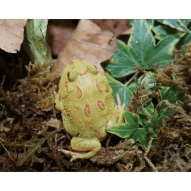Albino Schmuckhornfrosch
