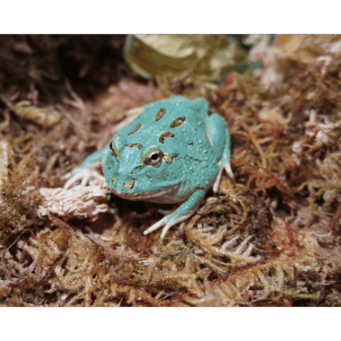 Blue Samurai Pacmanfrog