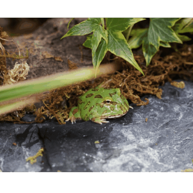 Green Pacmanfrog