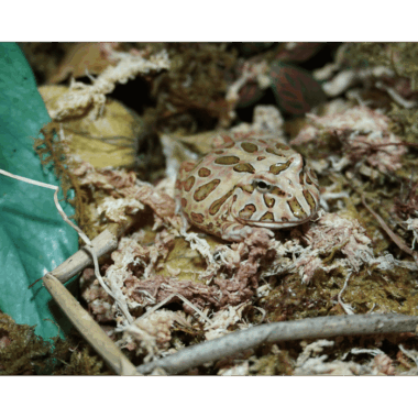 Camouflage Schmuckhornfrosch