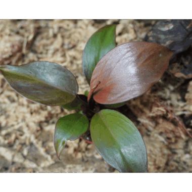 Seltener Philodendron