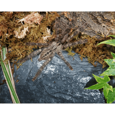 Rufilata Vogelspinne