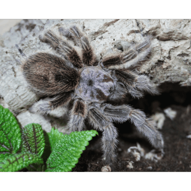 Wunderschöne Grammostola Rosea