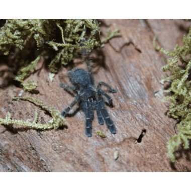 phormingochilus sp. rufus Jungtier