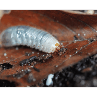 Stephanorrhina Guttata