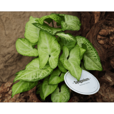 • Dekorative, pfeilförmige Blätter mit auffälliger weiß-grüner Panaschierung • Helle Blattmitte mit kontrastreichen grünen Blatträndern sorgt für hohe Zierwirkung • Kletternde oder kriechende Wuchsform, ideal für Rückwände, Äste und Strukturflächen • Bildet bei hoher Luftfeuchtigkeit schnell Haftwurzeln • Sehr anpassungsfähige und robuste Tropenpflanze • Unterstützt ein stabiles, feuchtes Mikroklima im Terrarium