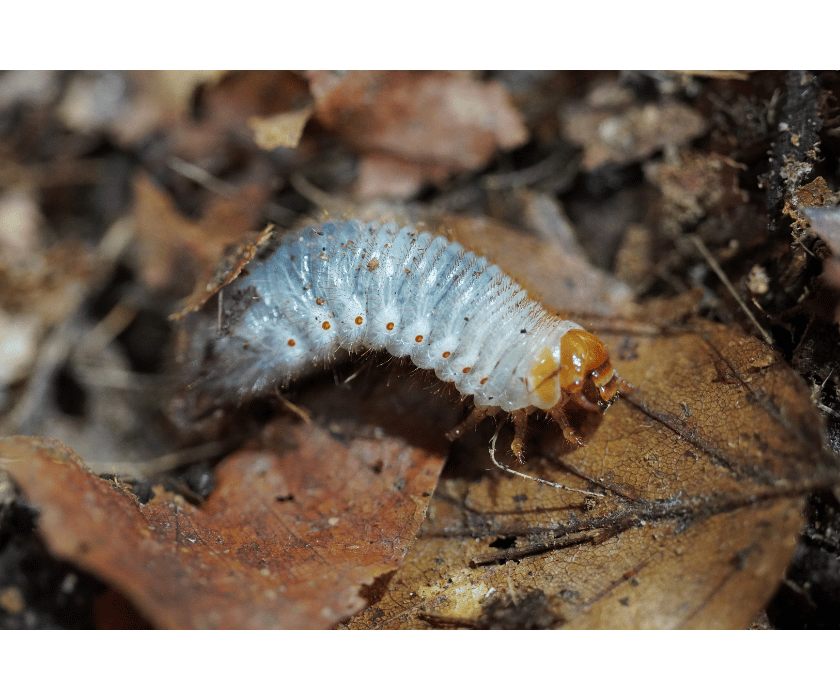 chlorocala africana camerunica