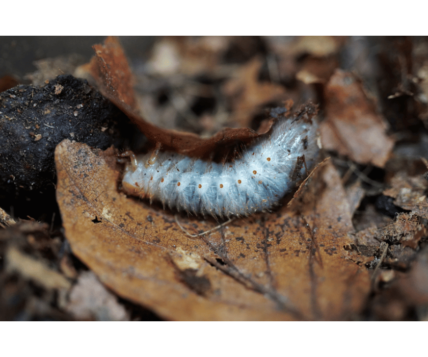 chlorocala africana camerunica2