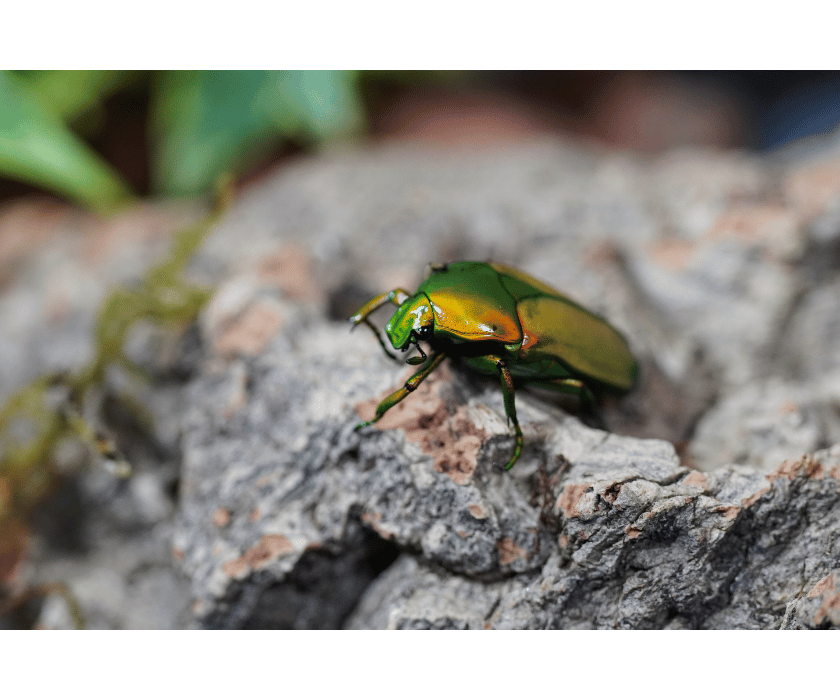 chlorocala africana camerunica3