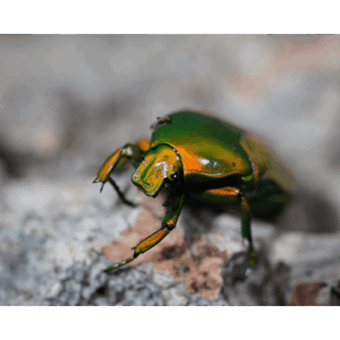 Chlorocala africana Camerunica