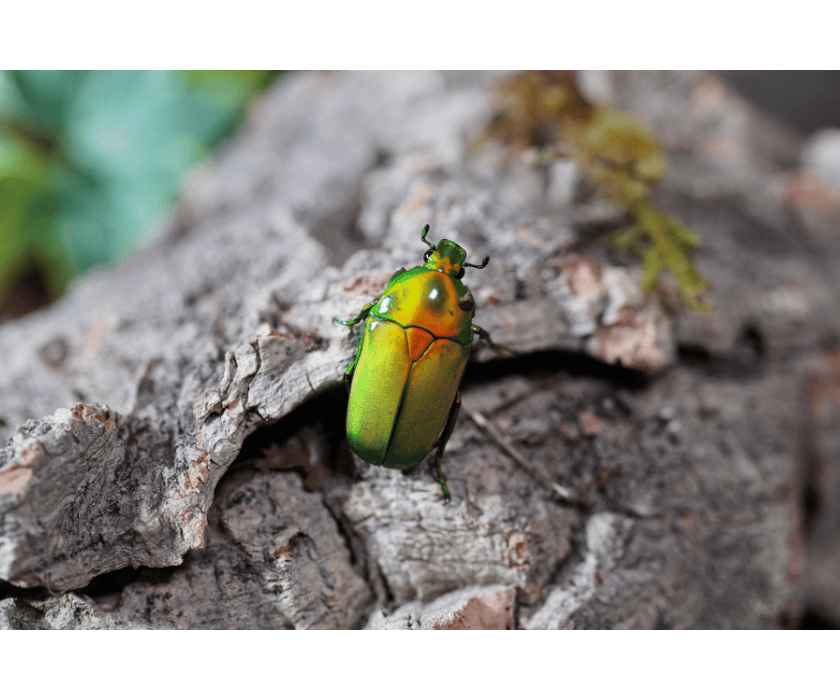 chlorocala africana camerunica5