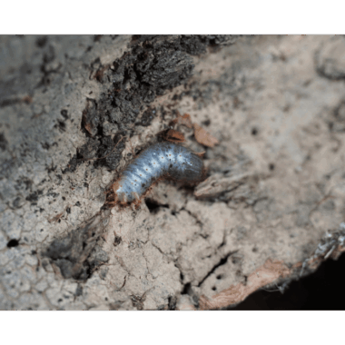 Chlorocala Africana Subsuturalis