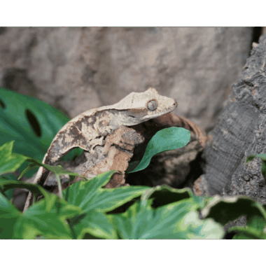 Harlequin Kronengecko