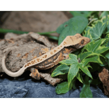 Tricolor Kronenegecko