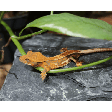 Seltener Kronengecko