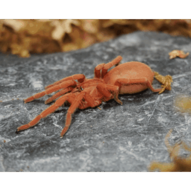 orphnaecus philippinus