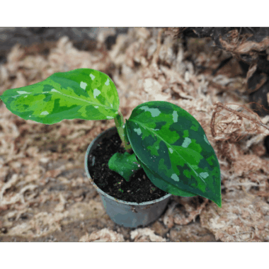 Aglaonema pictum ‘Tricolor’