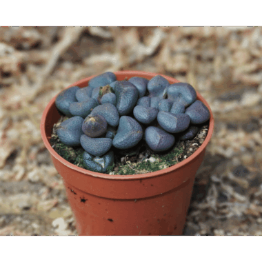 aloinopsis schooneesii