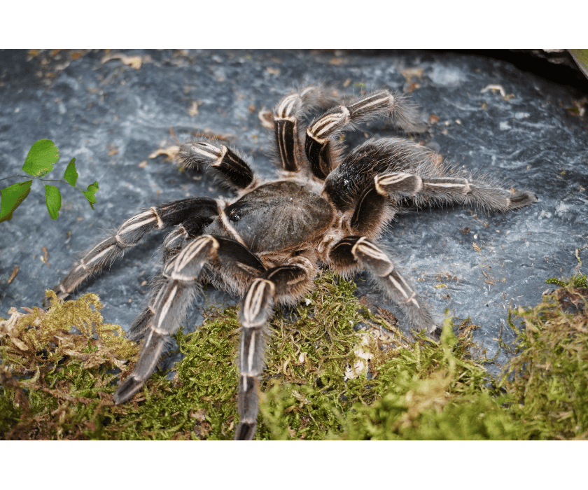 Aphonopelma seemanni 4