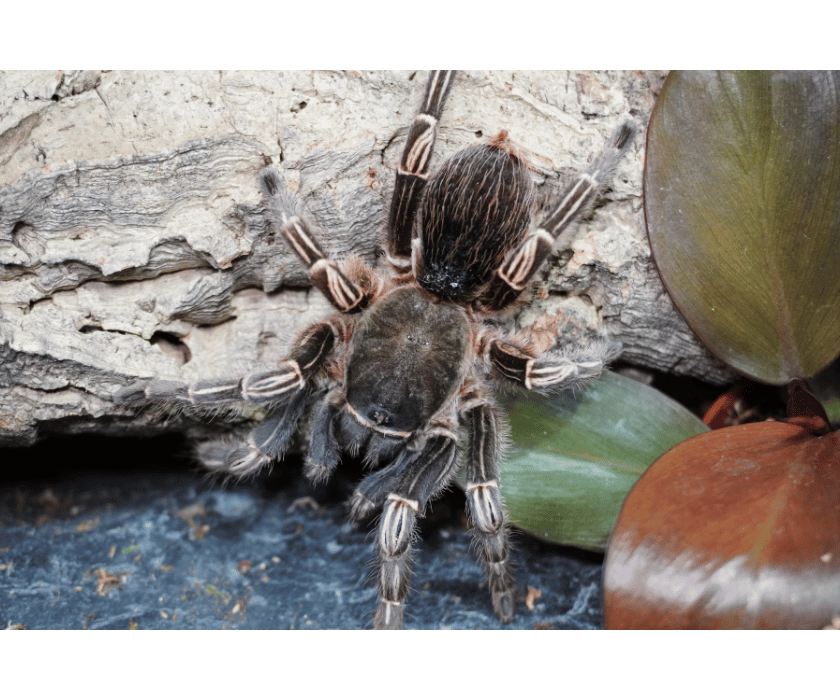 Aphonopelma seemanni 5