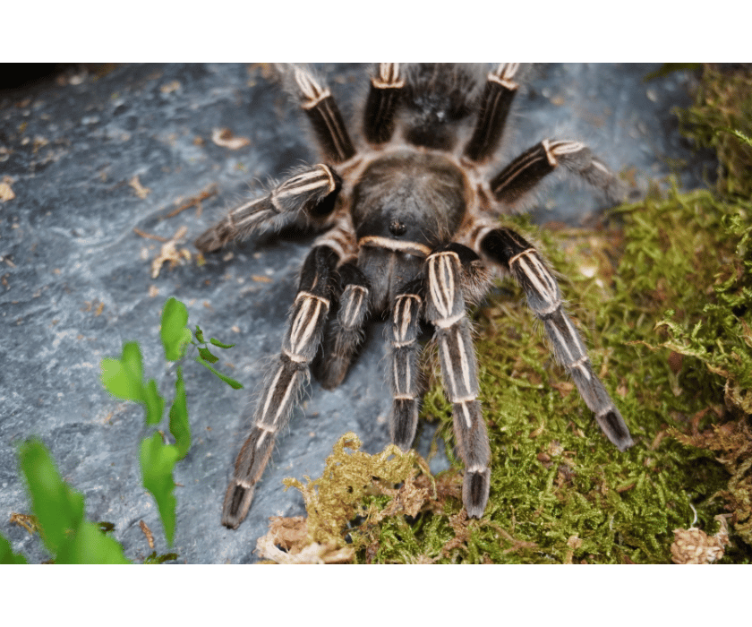 Aphonopelma seemanni 6
