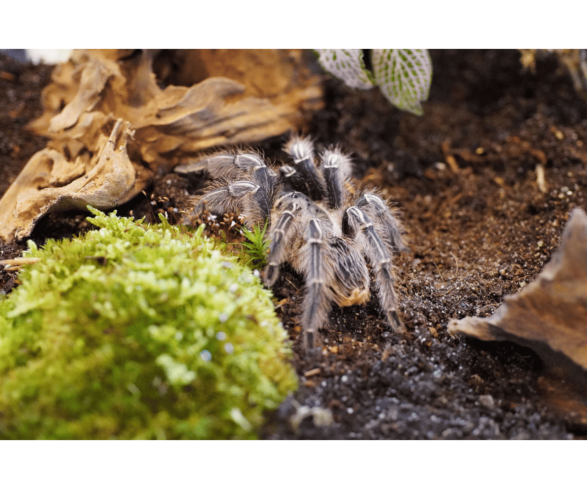 Aphonopelma seemanni1