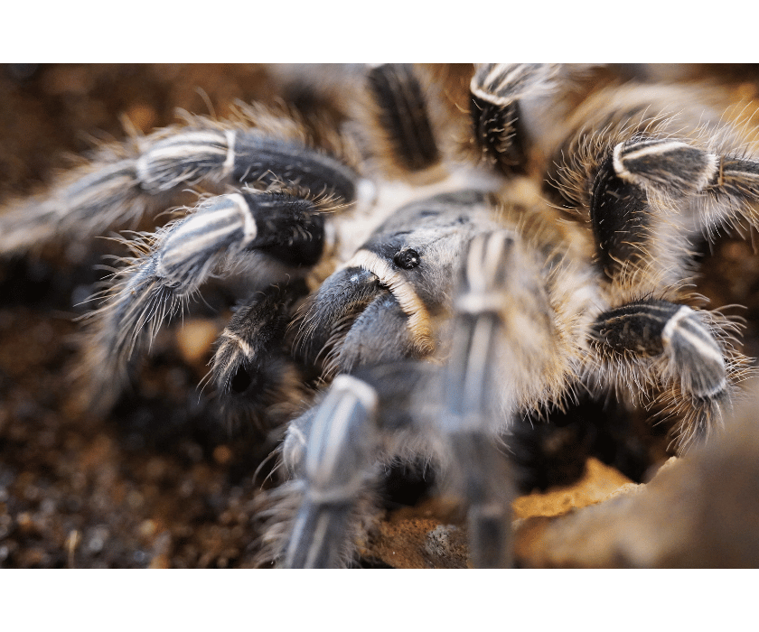 Aphonopelma seemanni2