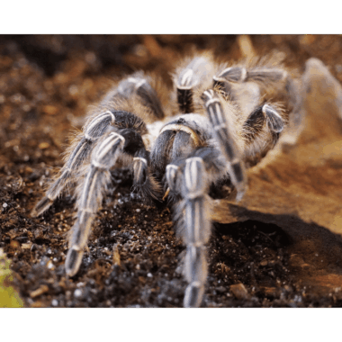 Aphonopelma Seemanni