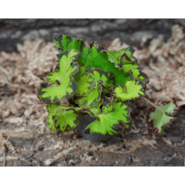 Begonia MAGIC COLOURS JIVE