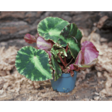 Begonia cleopatrae