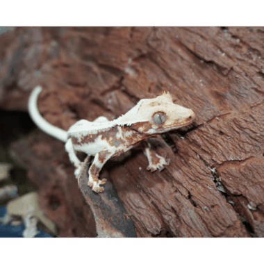 Lillywhite Kronengecko