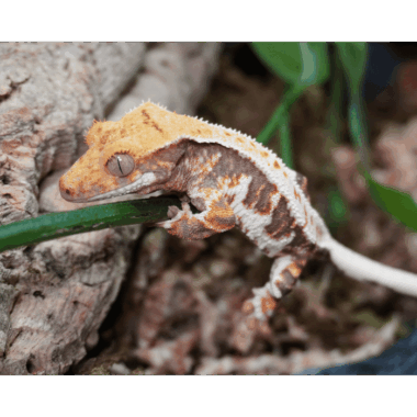 Wunderschöner Kronengecko