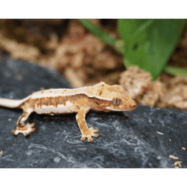 Lillywhite kronengecko bei Lizard Lounge