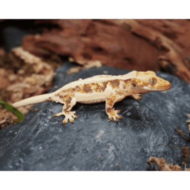 Wunderschöner Drippy Lillywhite