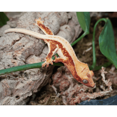 Red Phantom Lillywhite