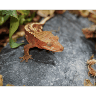 Kronengecko Männchen