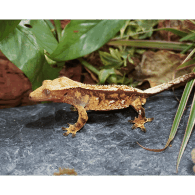 Kronengecko Partial Pinstripe