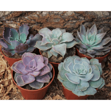 Echeveria Large