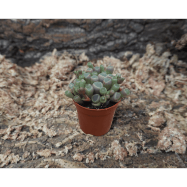 Fenestraria aurantiaca