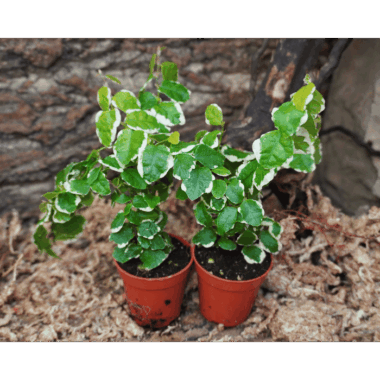 Ficus pumila 'Sunny'