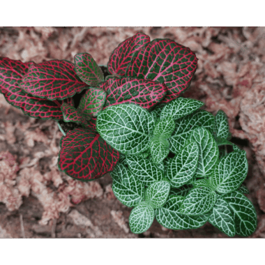 Fittonia verschaffeltii