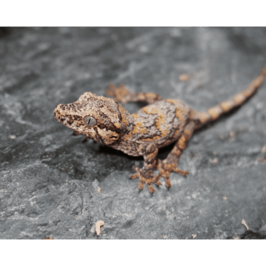 Gargoyle gecko
