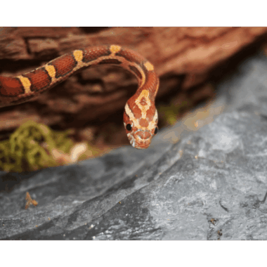 Kornnatter schön Rot