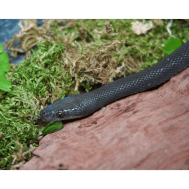 Seltene Schwarze Hausschlange