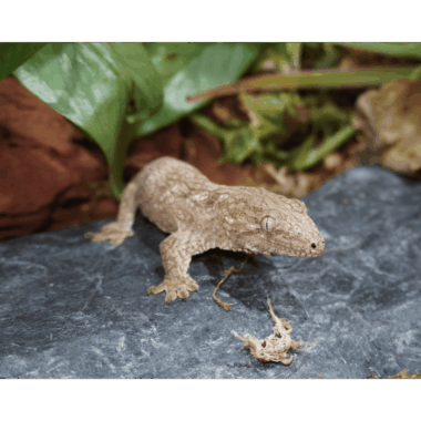 Seltener Neukaledonischer Gecko