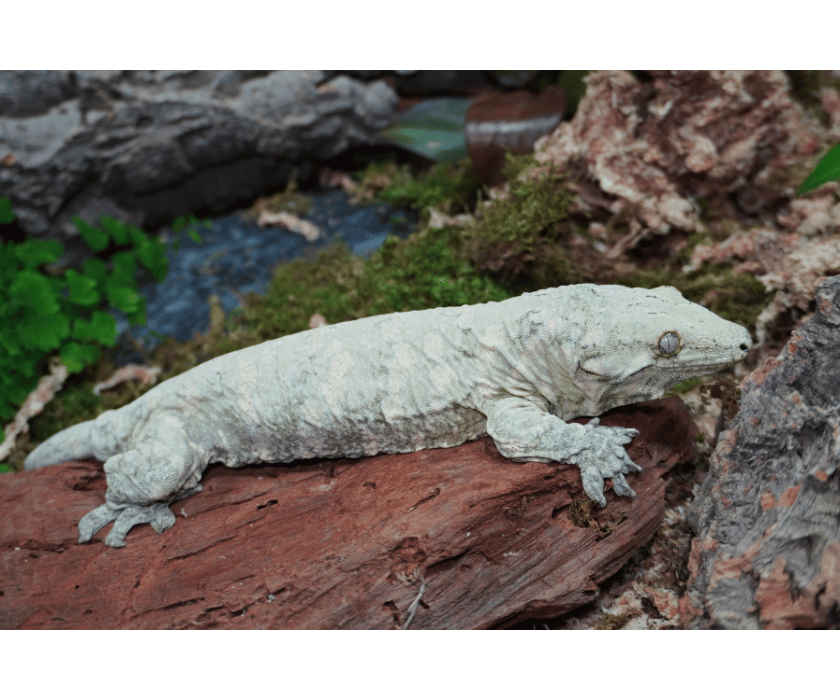 Großer Leachy Gecko