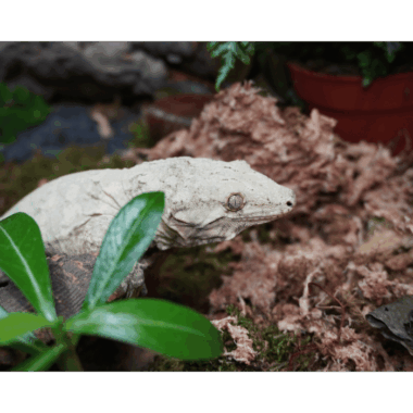 Neukaledonischer Riesengecko Koghis Friedel Line ♀