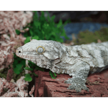 Der Größte Gecko der Welt